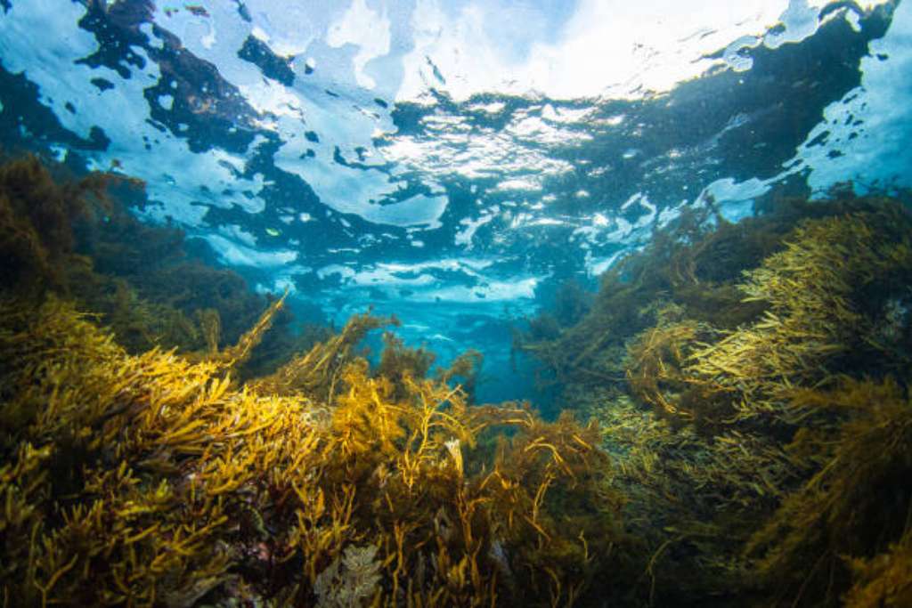 seaweed is scientifically proven to benefit the skin