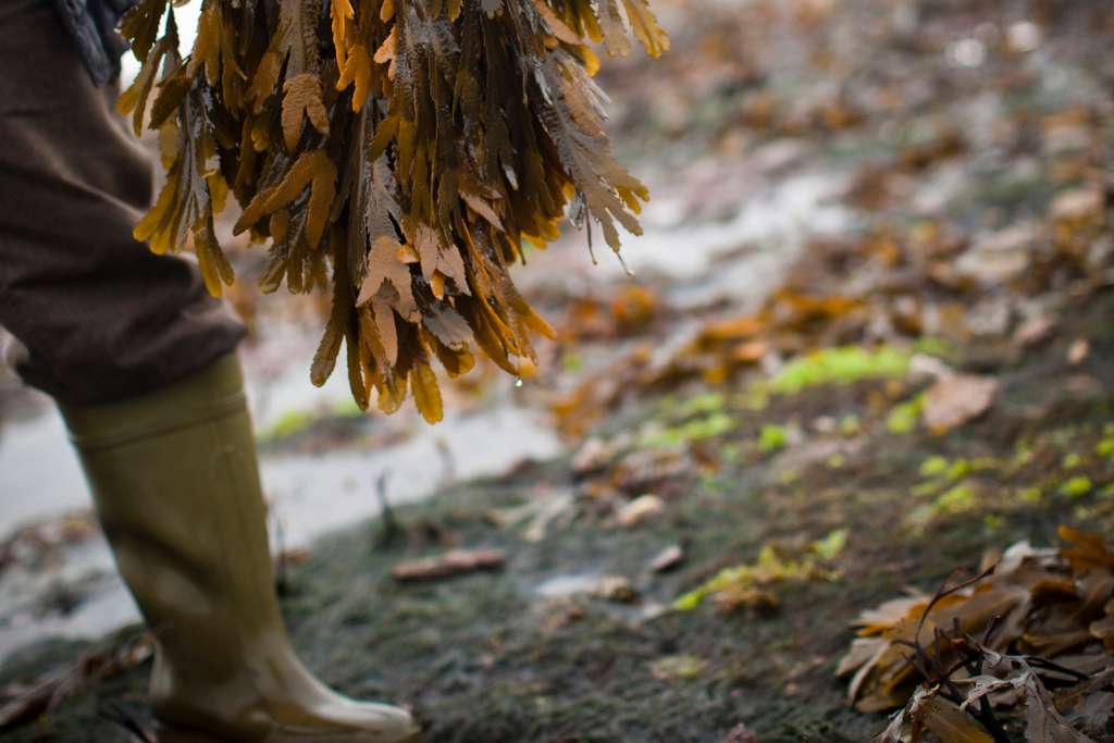 hand-harvested seaweed in ireland