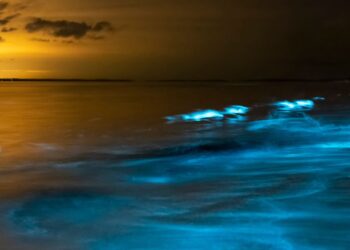 Bioluminescence in ocean at sunset