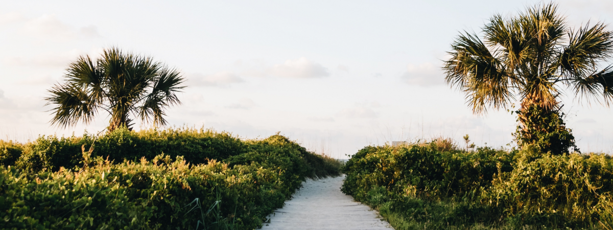 grey pathway leading between trees along the coast of South Carolina