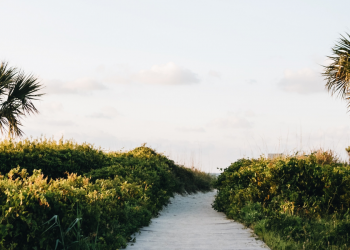 grey pathway leading between trees along the coast of South Carolina