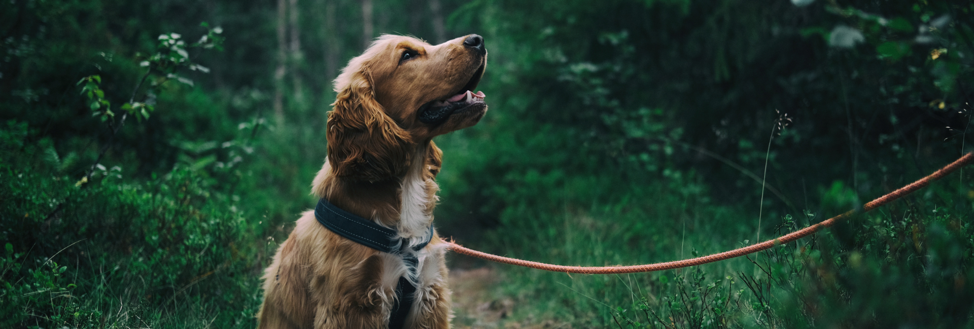 Pet Friendly Airbnbs in the Northeast Travel Curator