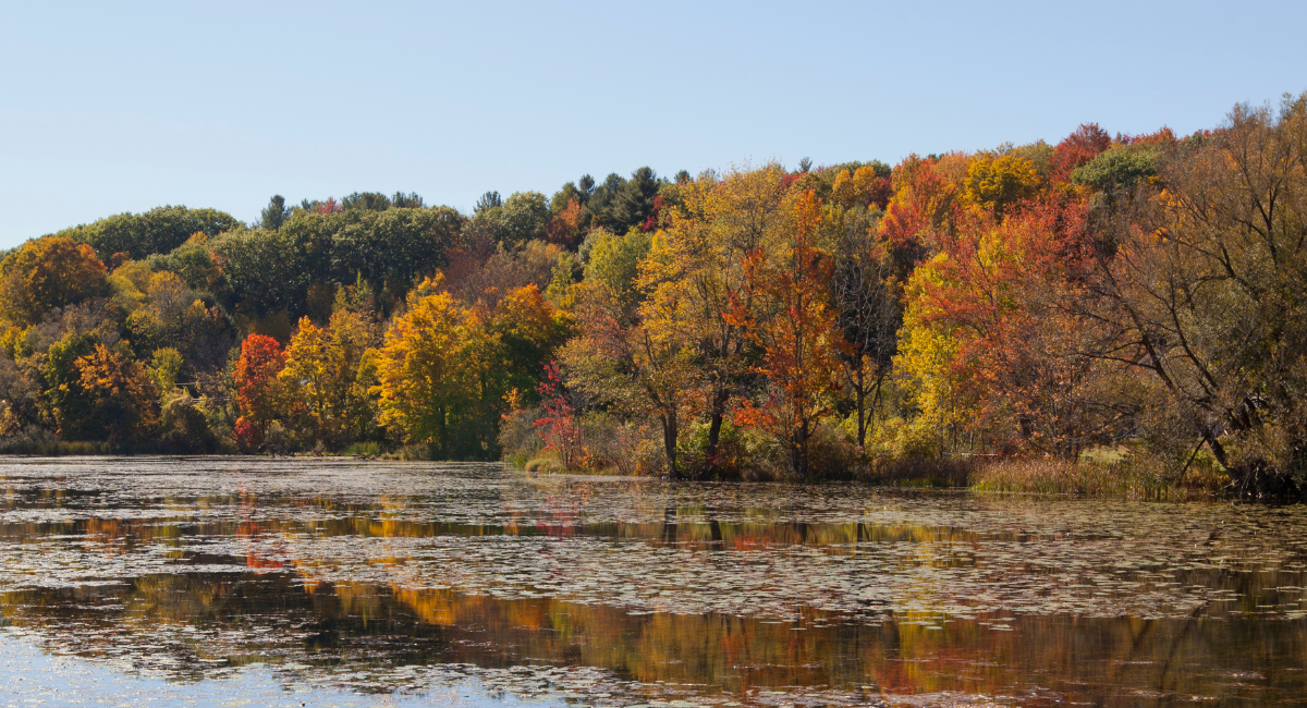 river bank with colorful changing leaves