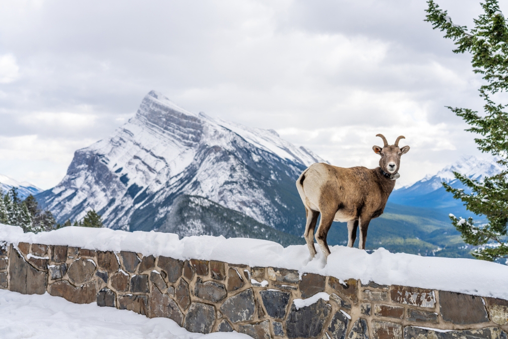 one bighorn sheep ewe in banff national park