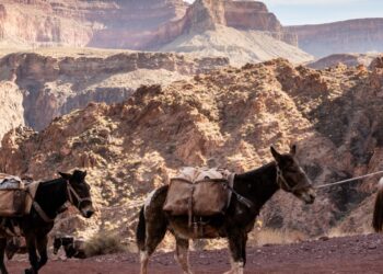 mule pack walking along grand canyone