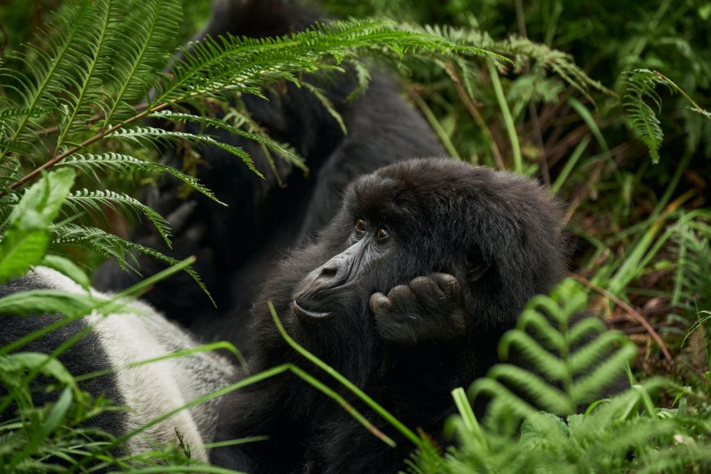 gorilla posing while hiking in rwanda