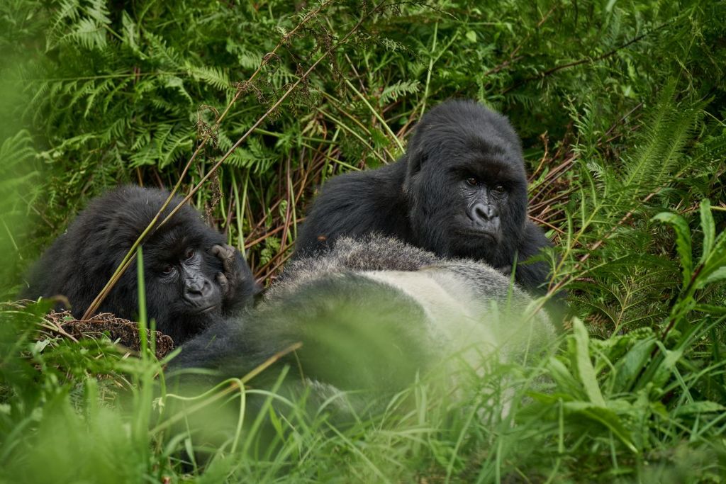 gorillas in the grass in rwanda