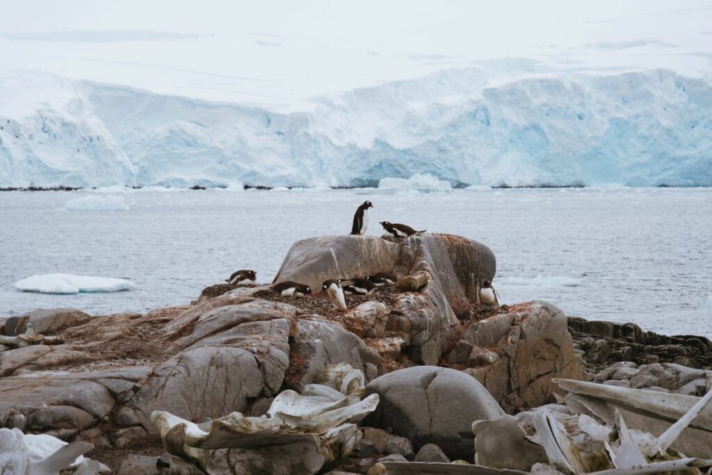 Antarctica Cruise Experience with Swan Hellenic – Travel Curator