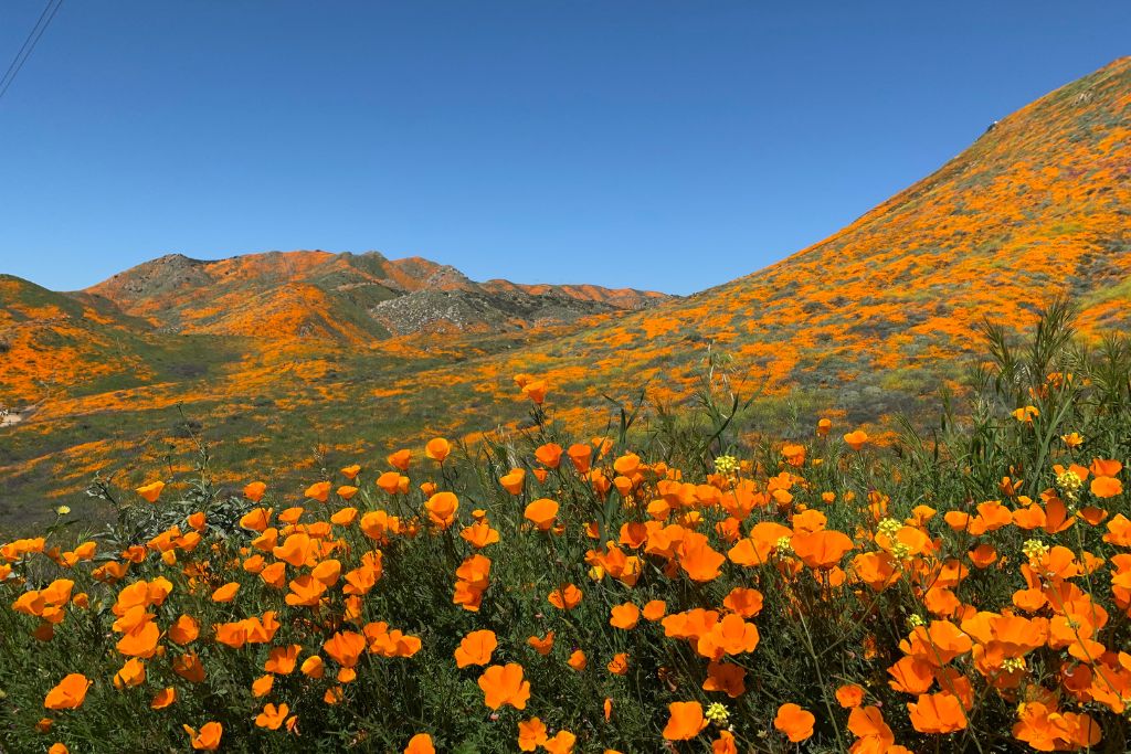antelope valley california poppy reserve in california