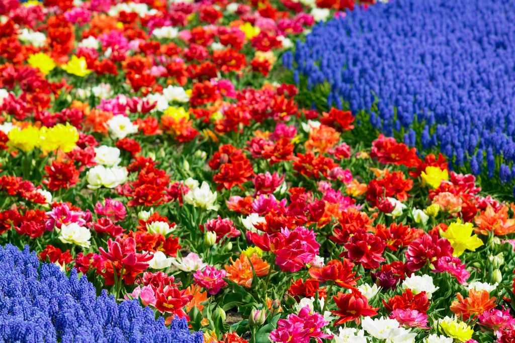 red and blue flowers at keukenhof gardens in the netherlands
