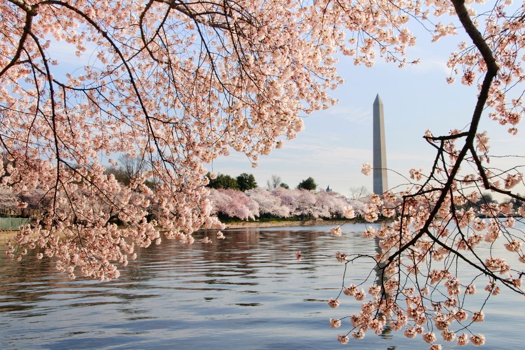 the cherry blossom super bloom in washington dc
