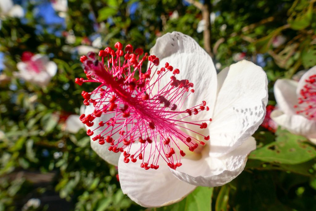 hibiscus flower at waimea canyon super bloom in hawaii