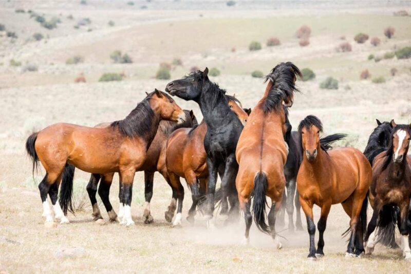 Where to see wild horses in the US and Canada — Travel Curator