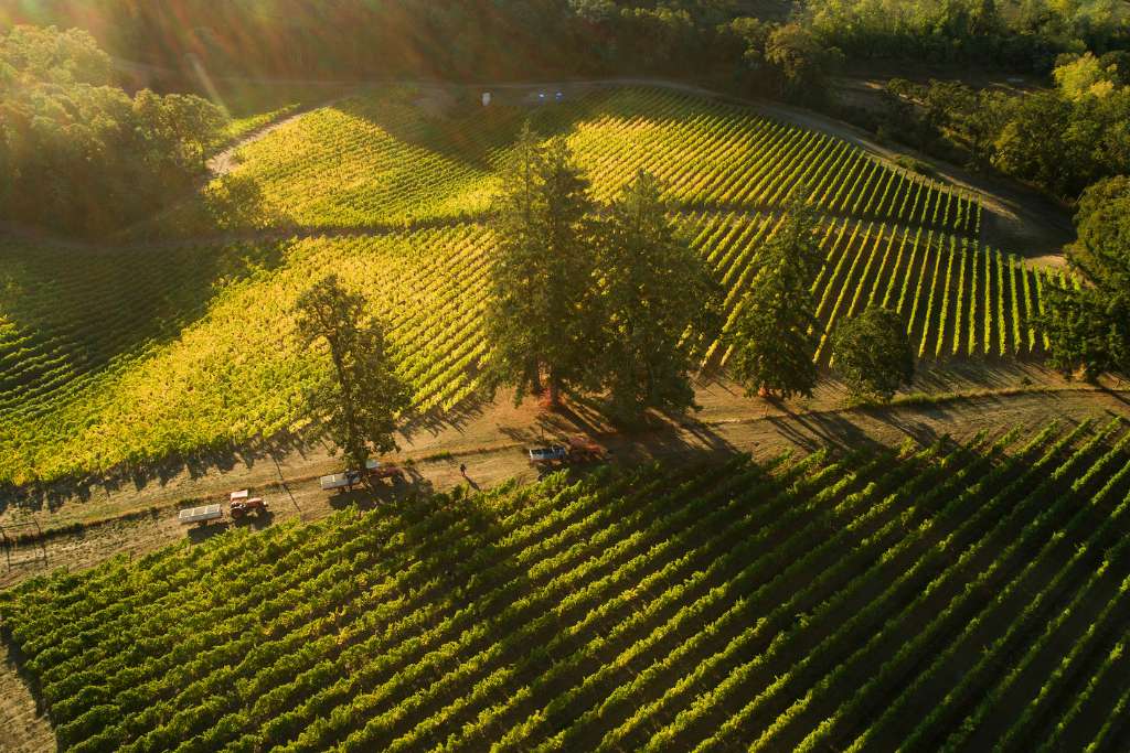 Résonance Vineyard in the Williamette Valley Oregon