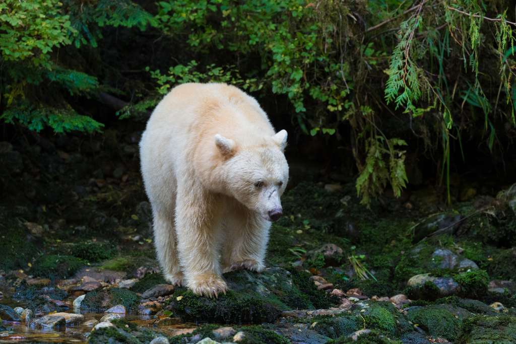 Spirit Bears