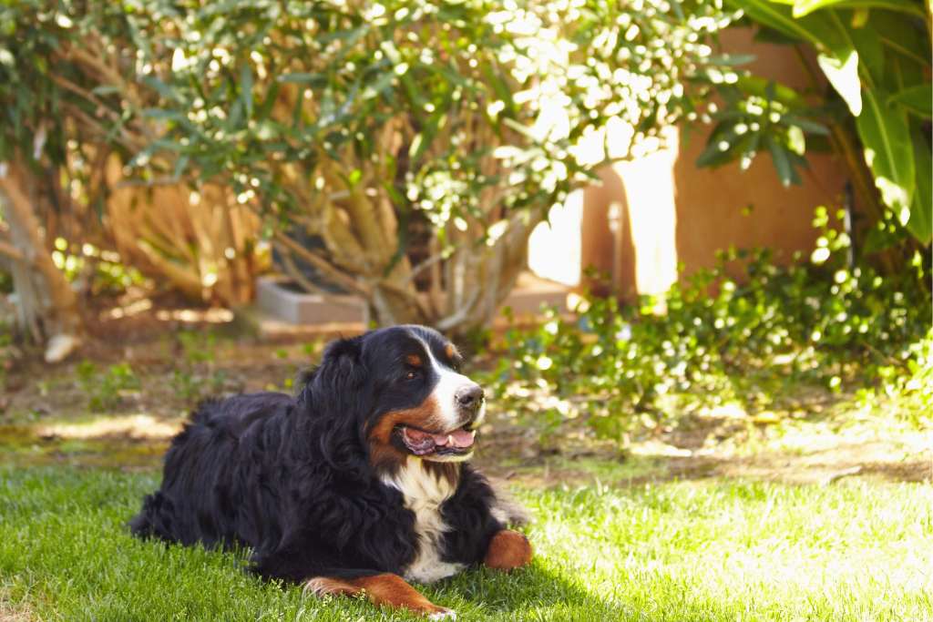 Ten of our favorite dog-friendly hotels and resorts in California