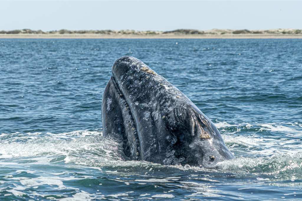 whale watching wildlife experience