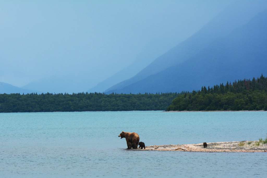 wildlife trip usa