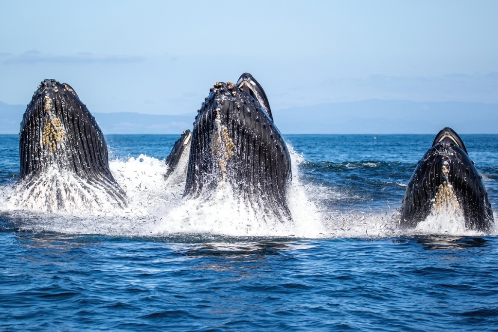 whales in monterey bay, ca