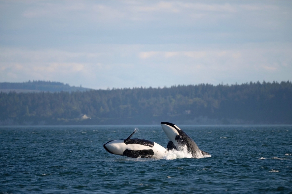 orcas in san juan islands