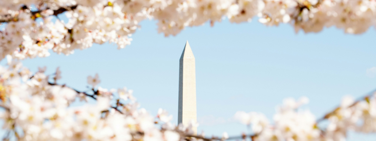 cherry blossoms near the washington monument in dc