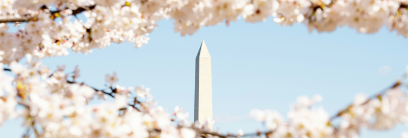 cherry blossoms near the washington monument in dc