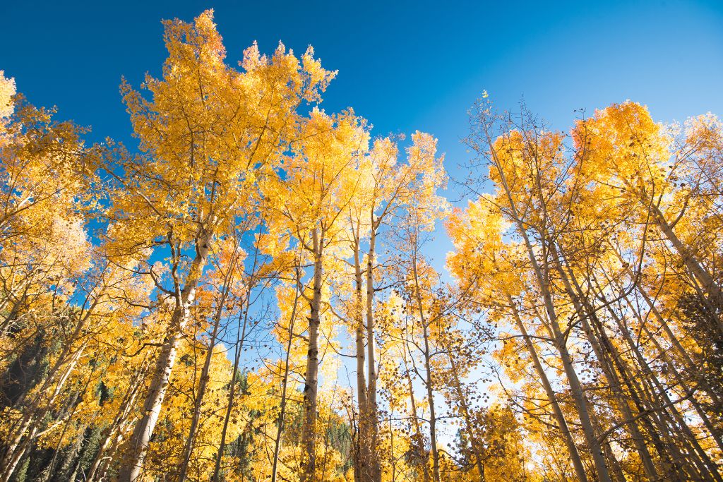 pando aspen grove fall trees
