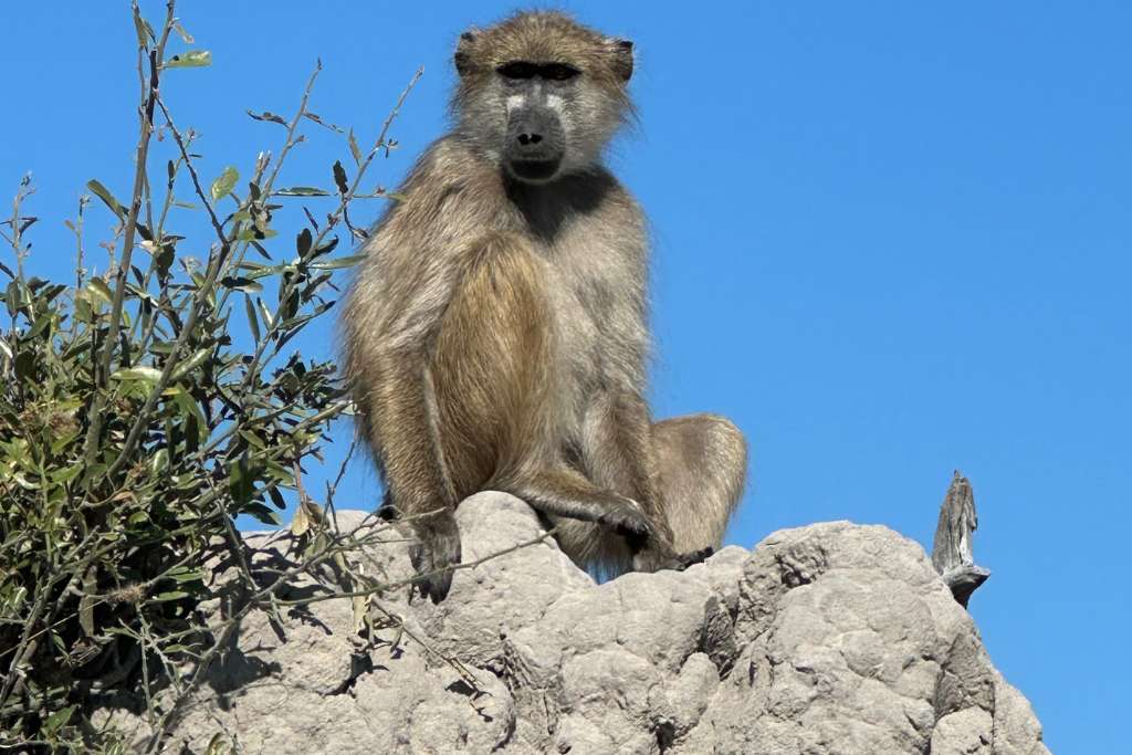 curious baboon atzaró okavango