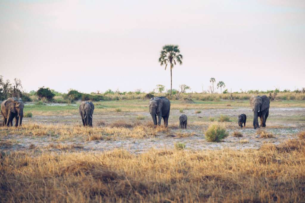 elephants at atzaró okavango in Botswana