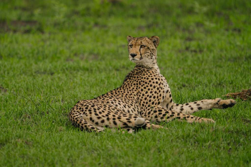 wildlife and big cats, atzaró okavango