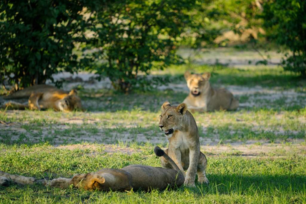 lions on display at atzaró okavango