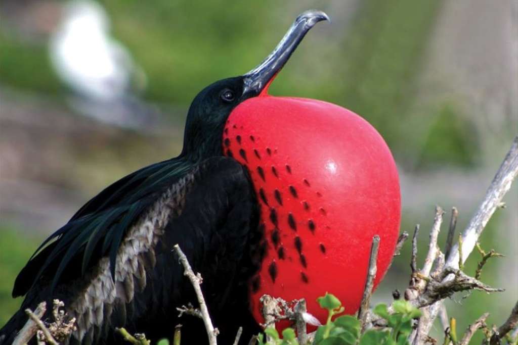 in mating season the red-throated frigate birds puff up