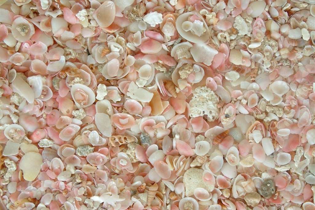 barbuda's pink shells and sand