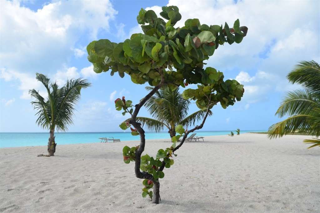 a typical barbuda beach