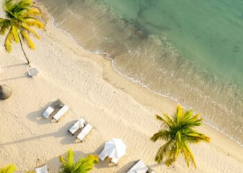 beach, antiuga, palm trees drone view