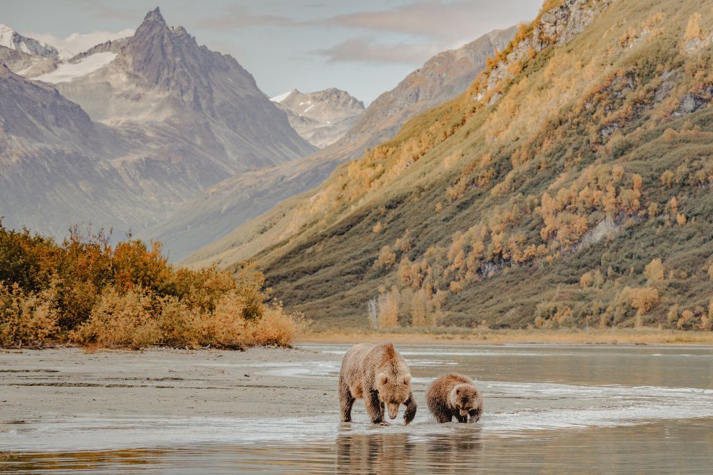 Two bears walking in a lake with the background of alaska mountains in the fall