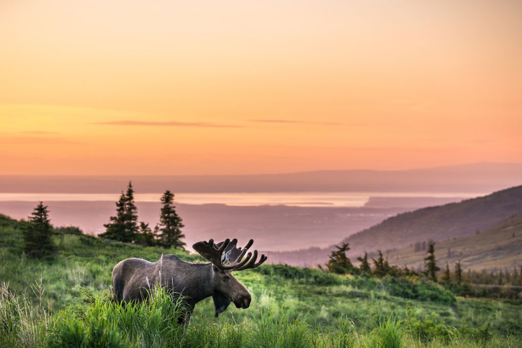 wildlife in anchorage