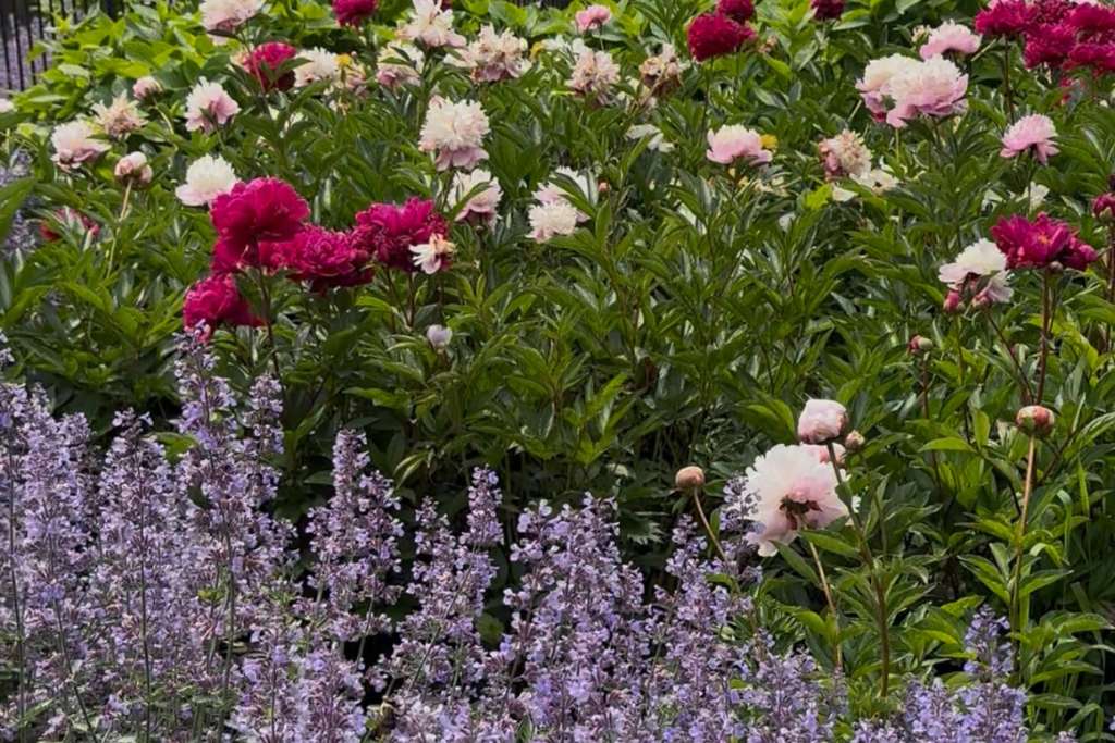 gardens in amagansett