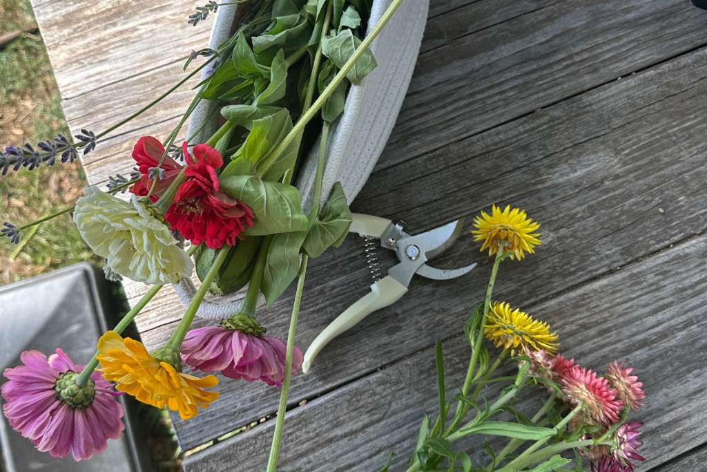 clipping flowers at the organic farm, pendry natirar