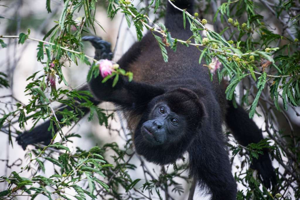 black howler monkey at rio perdido in costa rica