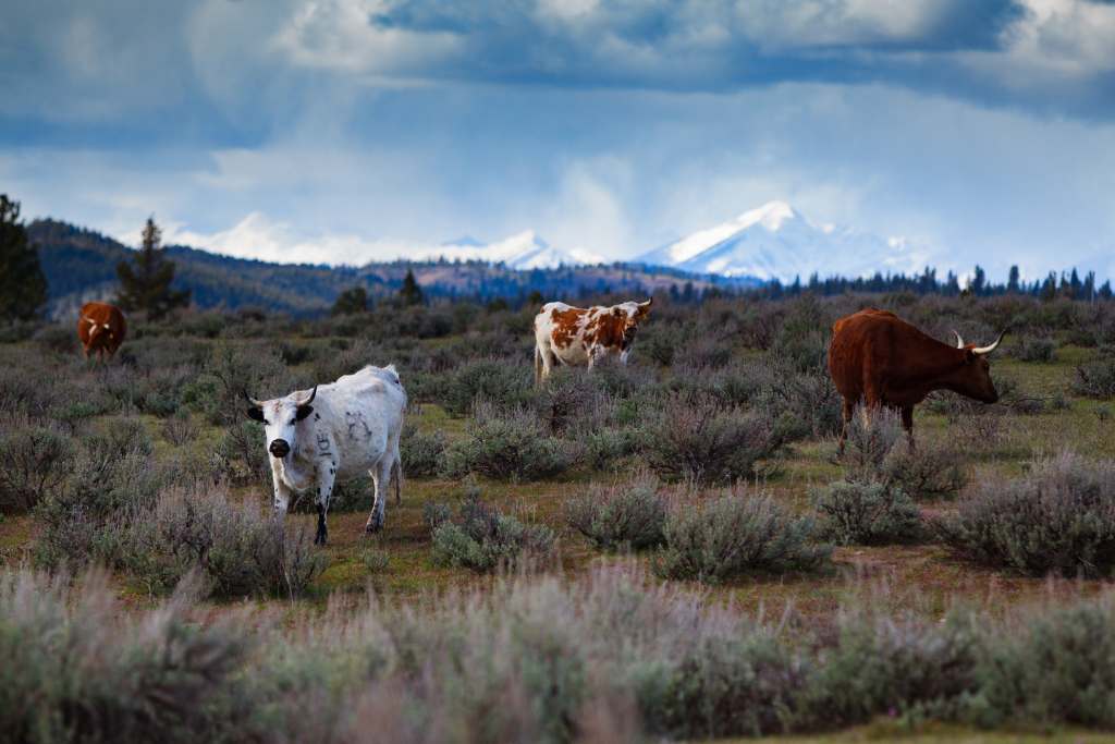 cows at paws up montana
