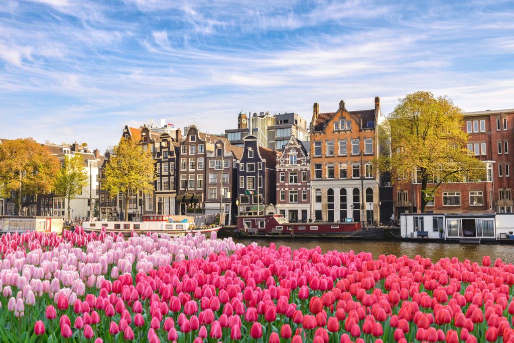 amsterdam tulips and waterfront