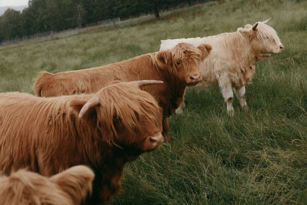 adorable highland coos along the way, belmond royal scotsman