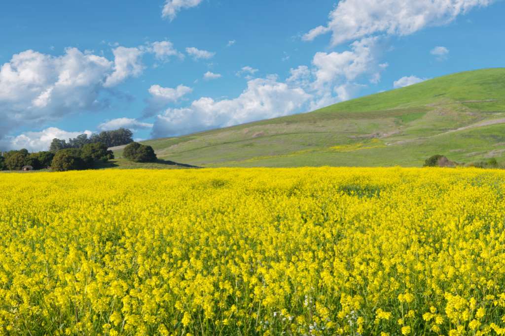 napa fields california