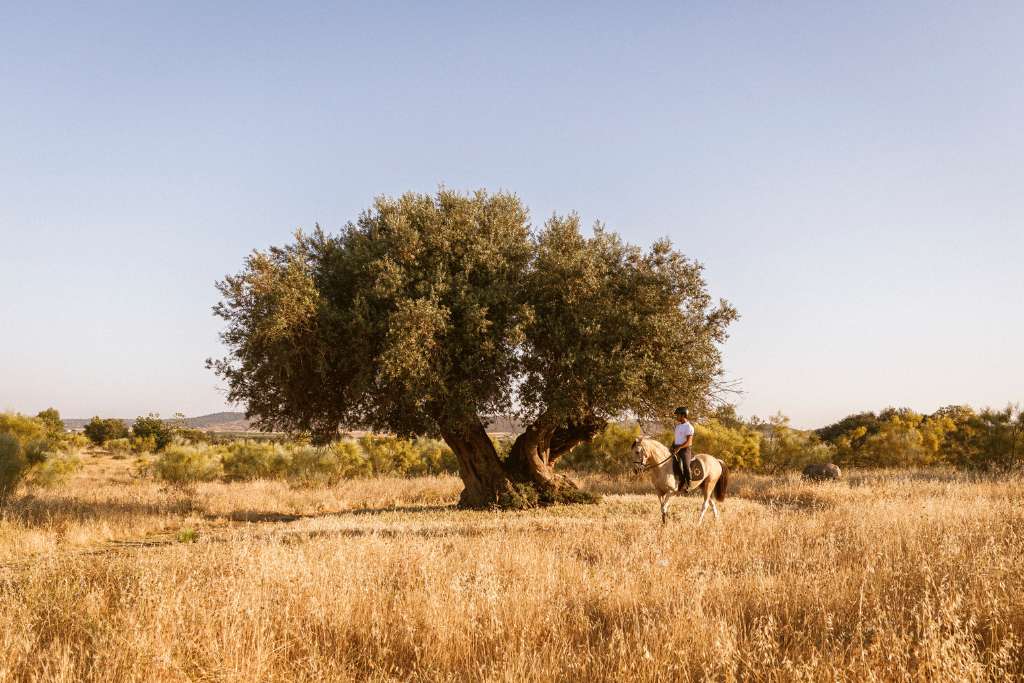 horseback riding on the farm at são lourenço do barrocal: