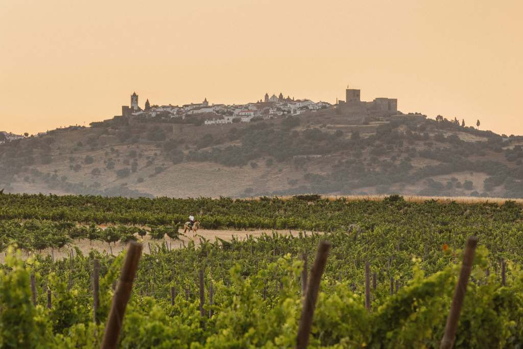 the vineyards of são lourenço do barrocal
