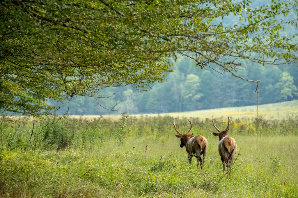 cataloochee valley