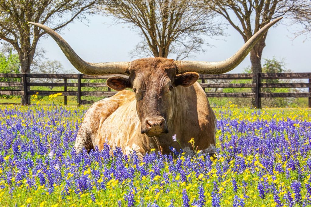 fort worth texas cattle