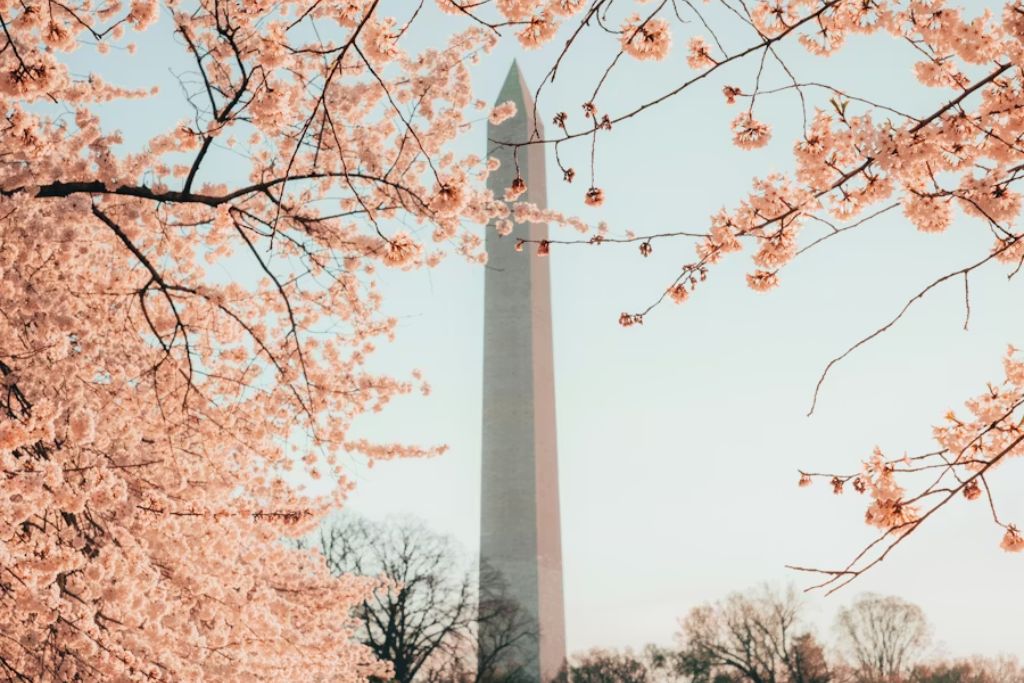 washington dc cherry blossoms
