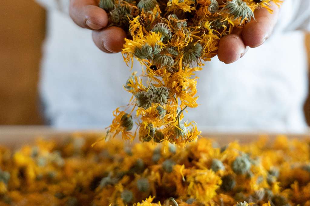 fresh flowers at borgo santo pietro seed to skin